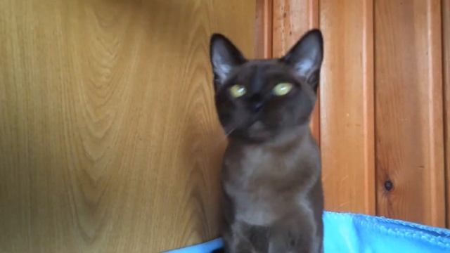 Котёнок Бурма соболь смотреть онлайн