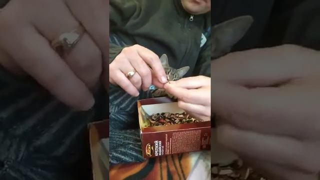Кошка кушает семечки смотреть онлайн