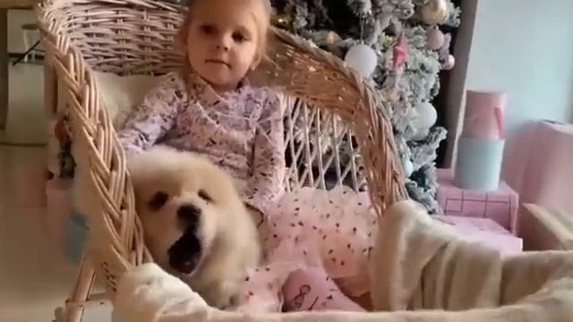 Новый год совсем скоро ? И наши Мини Чаушки очень ждут его ❤️ в питомнике есть доступные щенки ✅ смотреть онлайн