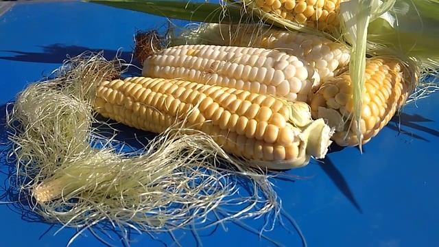Кукуруза для нашего стола.Очень вкусно и полезно смотреть онлайн