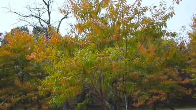 | Wheels War | Mark 2 2jz 1990 Stancnation смотреть онлайн