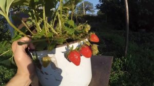 Клубника Роман F1 из семян плодоношение