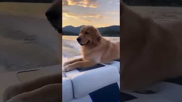 🤣золотистый ретривер🤣 смотреть онлайн