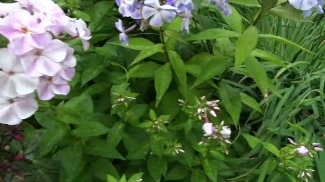 Флокс КУПАВА ? обзор, описание, цветение, отзыв. смотреть онлайн