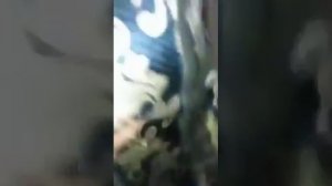 Xorazm Zapal video Eri Xotinini hiyonat ustida ishladi Хоразм Запал