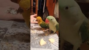 Александрийский ожереловый попугай