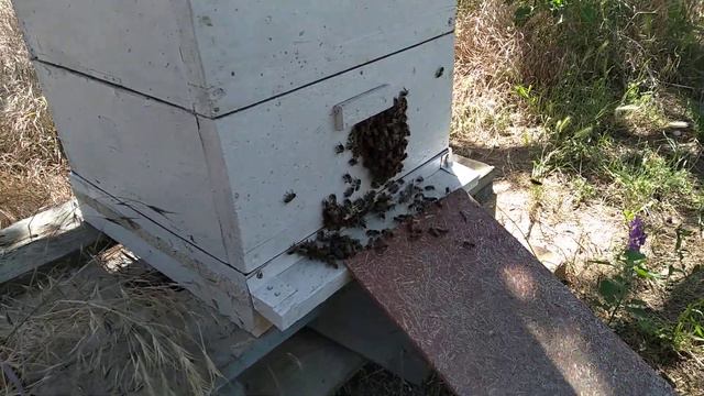 Годы-пробуждение