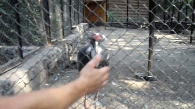 Прикол. Ловля на живца. смотреть онлайн