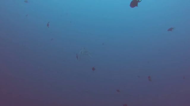 Темноперая серая акула (Grey reef shark), риф Джексон, остров Тиран, Шарм-эль-Шейх, Египет смотреть онлайн