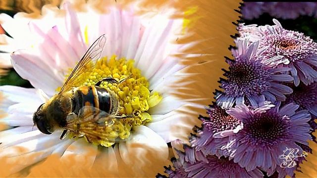 Китайская легенда о хризантеме смотреть онлайн