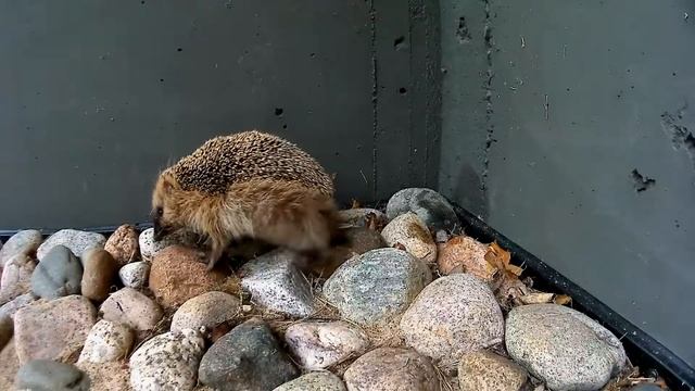Hedgehog/Siili :3 [Erinaceus europaeus] смотреть онлайн