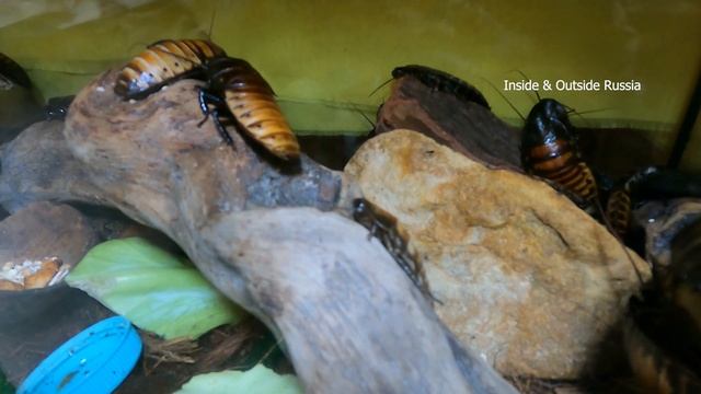 Линька Мадагаскарского таракана. За несколько часов после линьки потемнел снова. смотреть онлайн