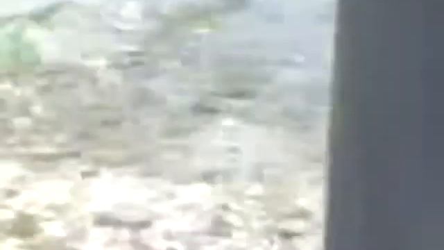 Мужик чистит собаку граблями, ржач.mp4 смотреть онлайн