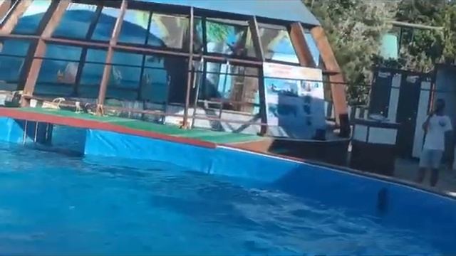 Севастополь, дельфины, август 2023г. смотреть онлайн