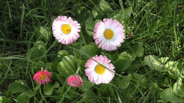 Красивые цветы / Видео для расслабления и хорошего настроения смотреть онлайн