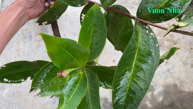 Mẹo chiết cây mận bằng giấy cuộn | How to propagate plants with toilet paper смотреть онлайн