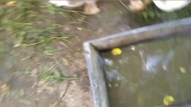 Как вырастить гусей  чем кормить когда забой .