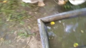 Как вырастить гусей , чем кормить, когда забой .