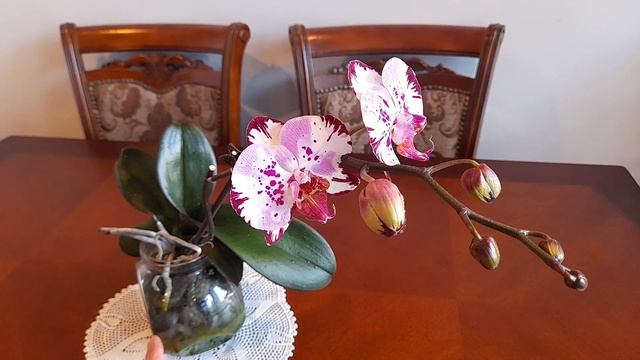 РАСЦВЕЛА МОЯ ОРХИДЕЯ MAGIC ART - МЭДЖИК АРТ - ВОЛШЕБНОЕ ИСКУССТВО смотреть онлайн