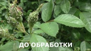 ТЛЯ НА РОЗАХ. КАК ИЗБАВИТЬСЯ ОТ ТЛИ БЕЗ ХИМИИ. Мои цветы. Мой опыт.