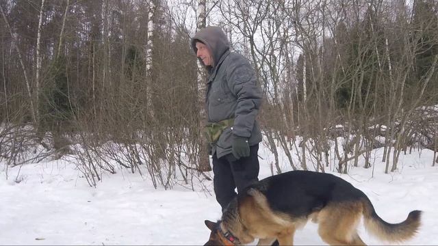 Как научить собаку не подбирать с земли? смотреть онлайн