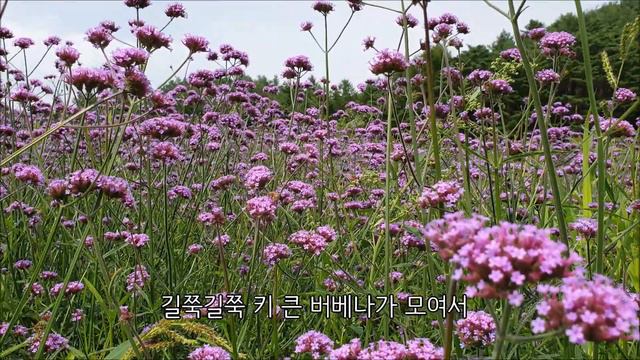 알펜시아리조트 썸머가든 버베나 물결~~~ смотреть онлайн