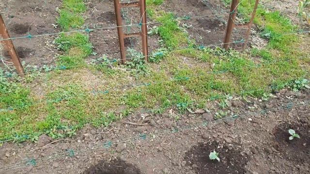 шпалерная сетка для огурцов....