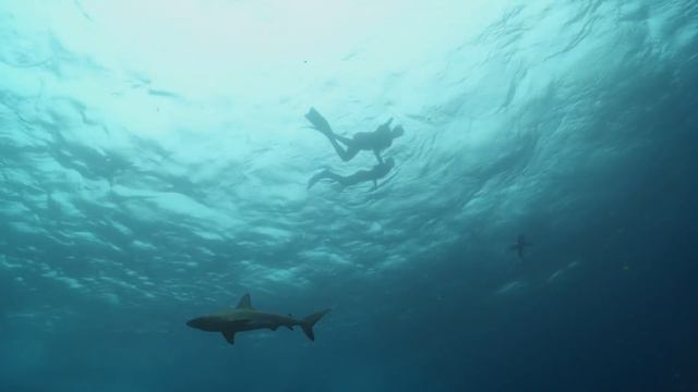 GALAPAGOS SHARKS - YOUNG OCEAN EXPLORERS смотреть онлайн