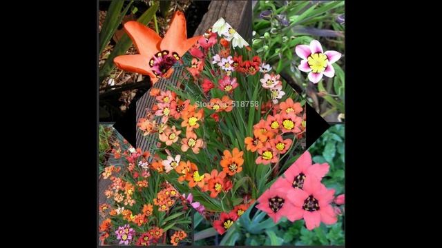 СПАРАКСИС  (SPARAXIS)  сем. Ирисовые