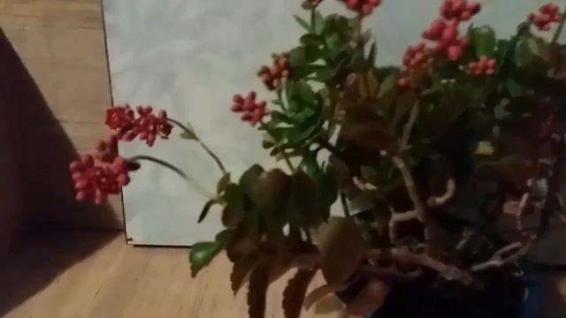 Каланхоэ махровое цвет алый Kalanchoe terry scarlet color смотреть онлайн