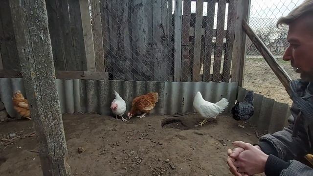 Покупка новых кур. Разведение кур. Обустройство курятника. Жизнь в деревне смотреть онлайн
