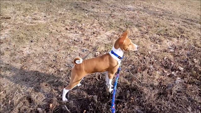 Басенжди или африканский молчун. смотреть онлайн