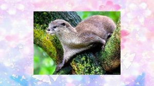 Путешествие по Красной книге Донбасса. Неповторимое разнообразие животного мира родного края