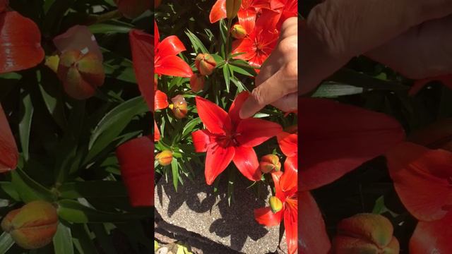 Lilium 'Tiny Rocket' and Flower Parts by UT Extension Agent Chris Cooper смотреть онлайн