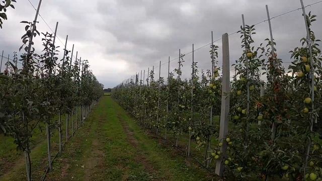 #34 - Golden Dream, Golden Italia, Golden Delicious Reinders - Konfrontacja Odmian / Jabłek
