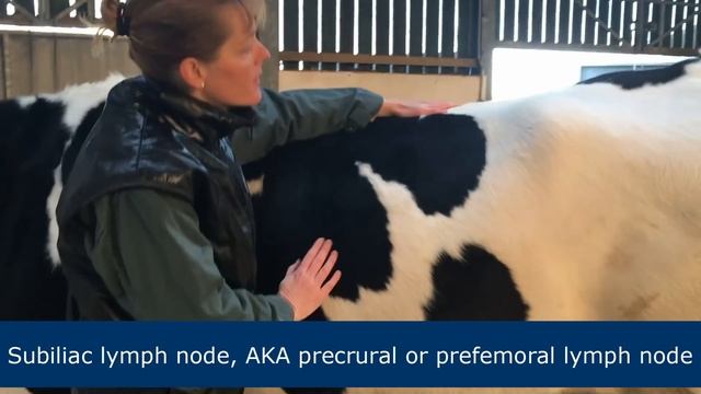Lymph node palpation in ruminants смотреть онлайн