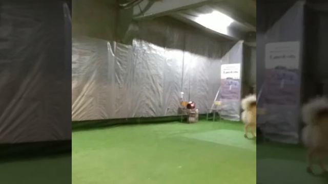 Обучение кавказской овчарки смотреть онлайн