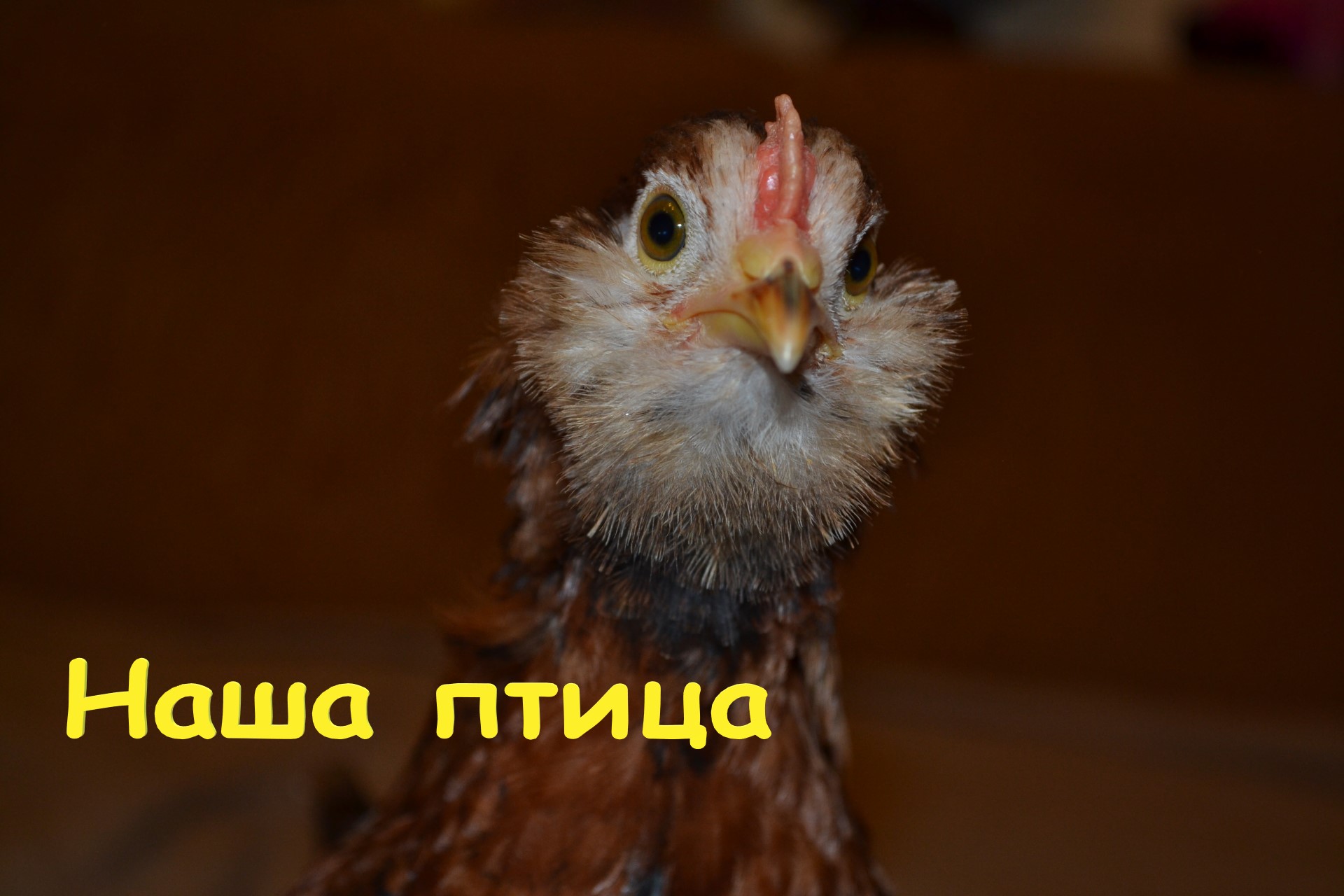 Петух в квартире