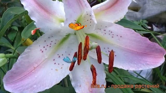 Лилия восточная Марко Поло ? обзор: как сажать, луковицы лилии Марко Поло смотреть онлайн