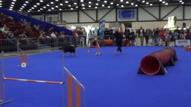 Семенюк Евгения Колли Длиношерстный ЭЛДВИДЖ САЙФТИ ФРЭНД смотреть онлайн