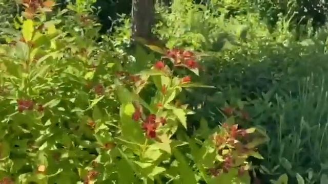 Арома медитация 