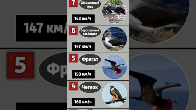 10 самых быстрых птиц на Земле смотреть онлайн