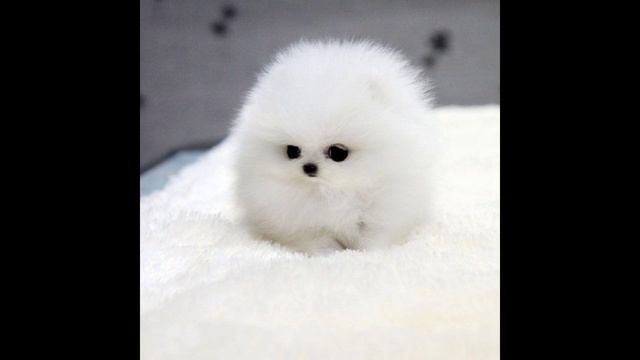 Полярные прикосновения