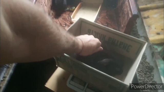 Отьем крольчат в месяц. Вес крольчат. смотреть онлайн