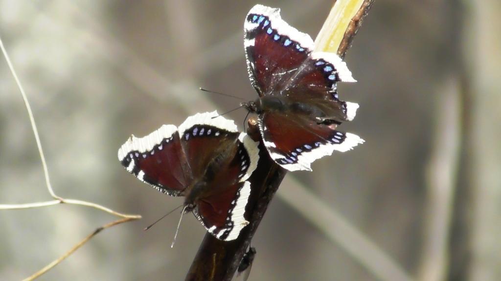 Бабочки. Любительницы кленового сока смотреть онлайн