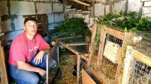 Как без проблем давать кроликам мокрую траву?