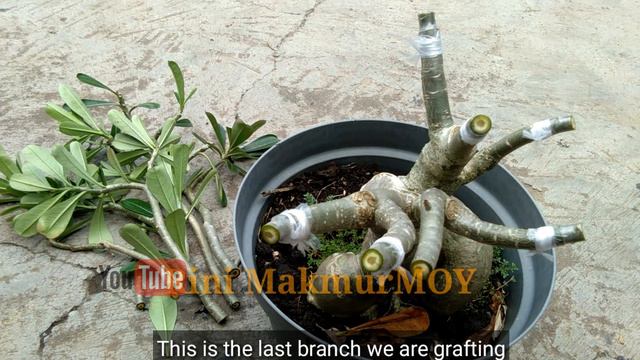 Grafting Adenium Putih Bonggol Besar & Tua || White Adenium Grafting смотреть онлайн