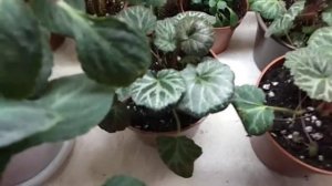 СНОВА РАЗМНОЖАЮ. СОВЕТ, КАК ЗАЩИТИТЬ ЦВЕТЫ ОТ КОТА.