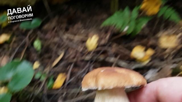 В ЛЕСУ ПОЛНО БЕЛЫХ ГРИБОВ - УКРАЛИ ЛЕС. ОТКРЫТИЕ СЕЗОНА 13.08.2021