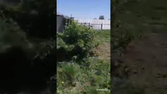 Продажа дома в Хакасии. Наш сад. смотреть онлайн